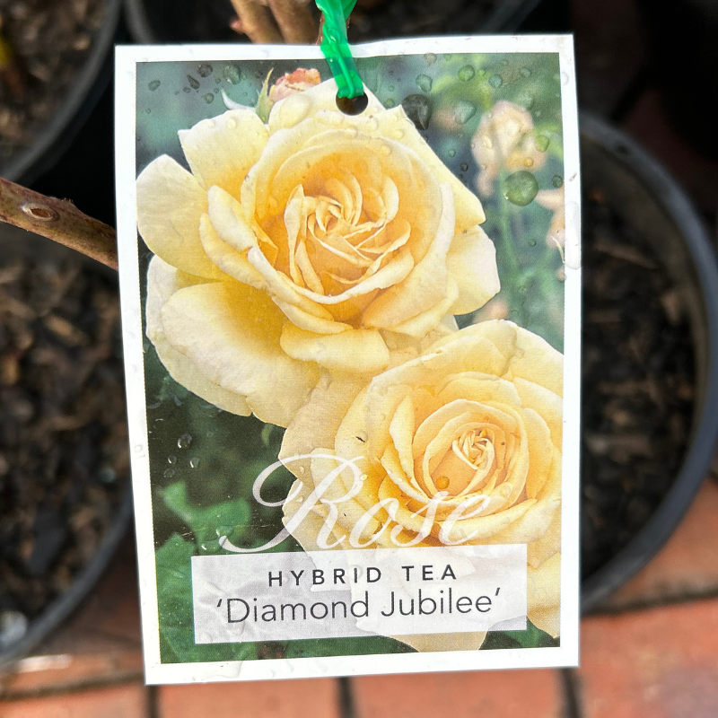 Diamond Jubilee Bush Rose
