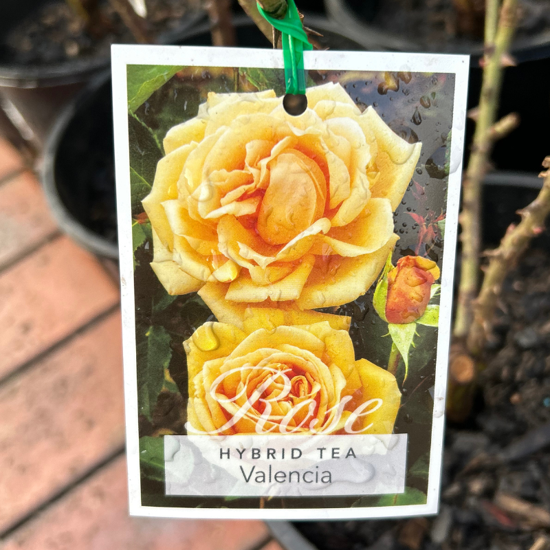 Valencia Bush Rose