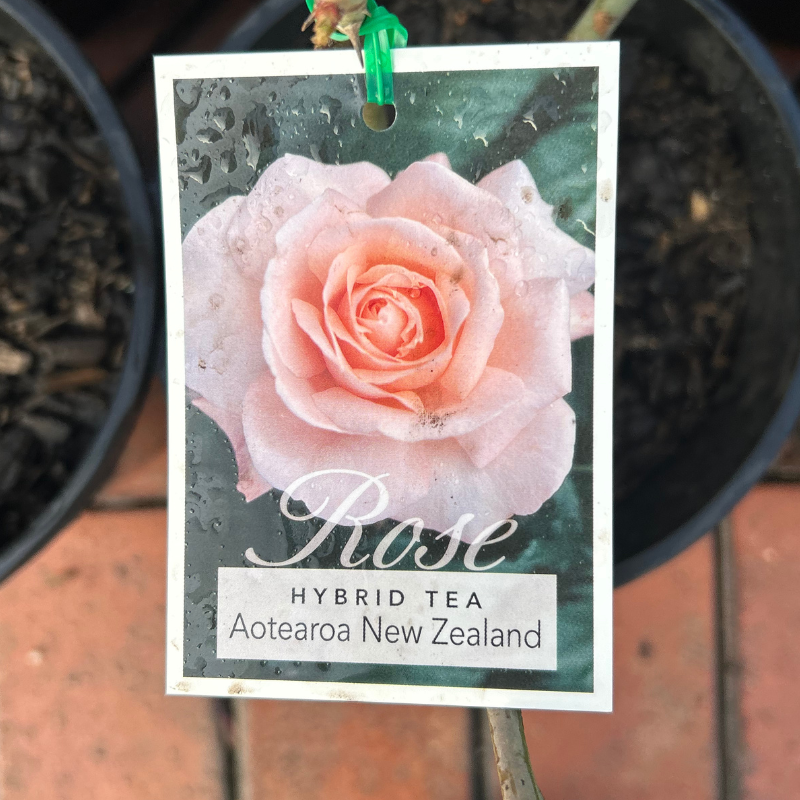 Aotearoa Bush Rose