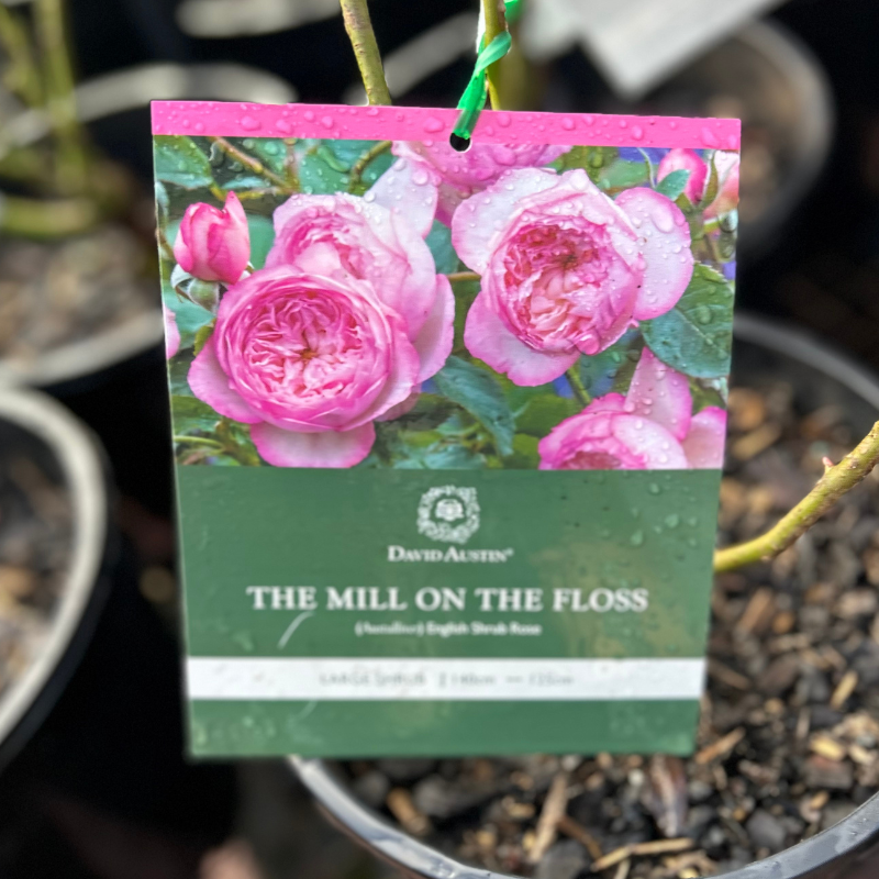 The Mill on the Floss DA Bush Rose