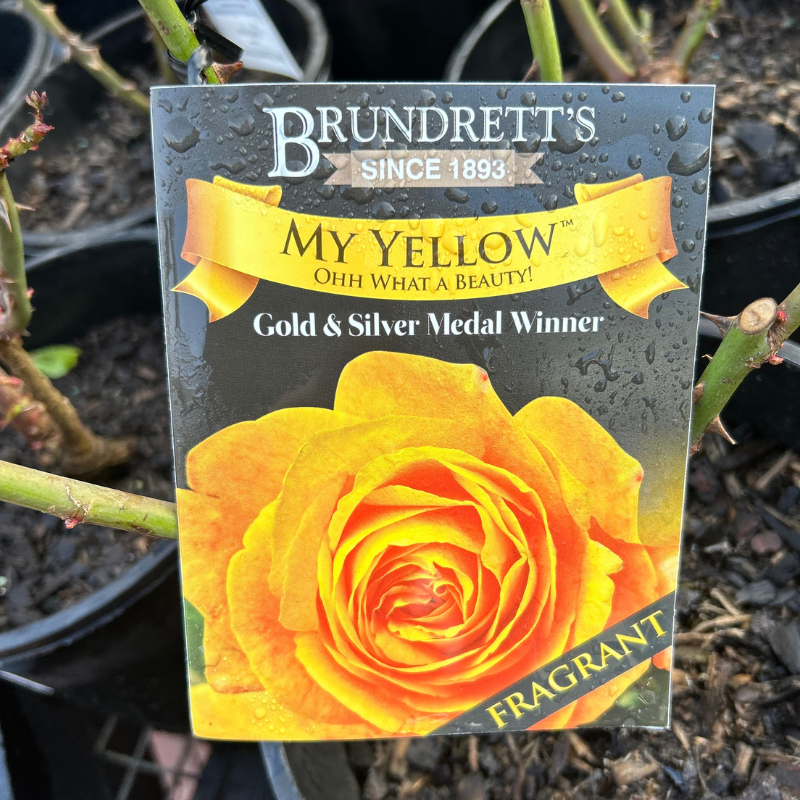 My Yellow Bush Rose