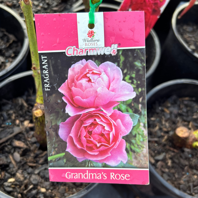 Grandma's rose