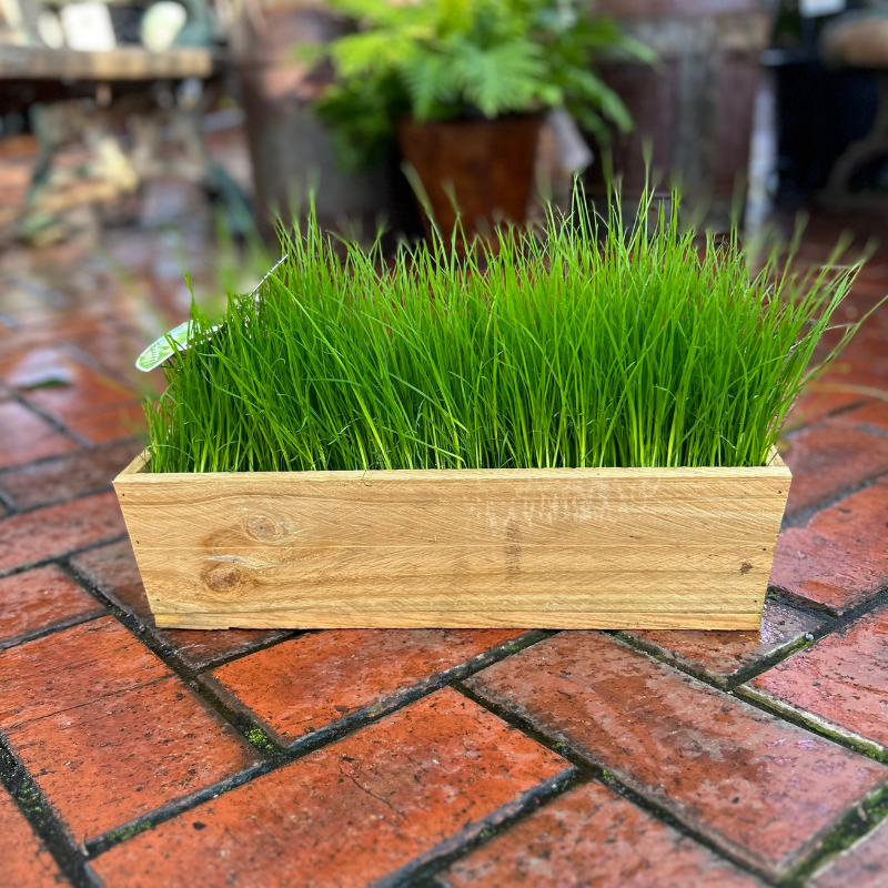 Cat Grass Window Box