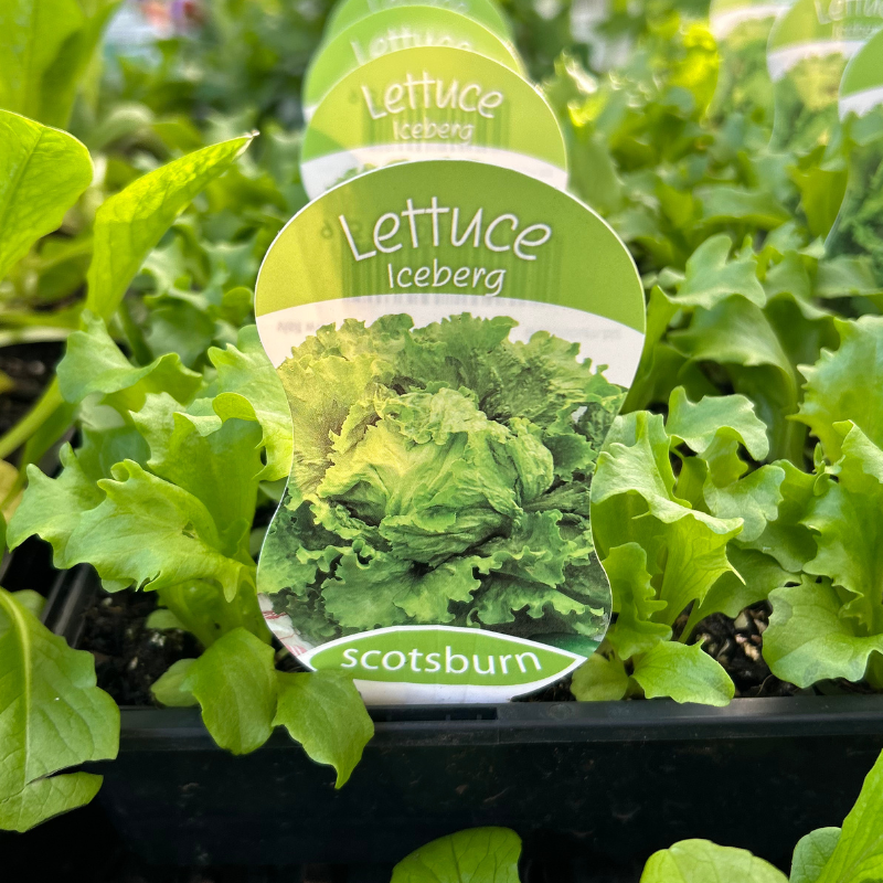 Lettuce Iceberg Punnet