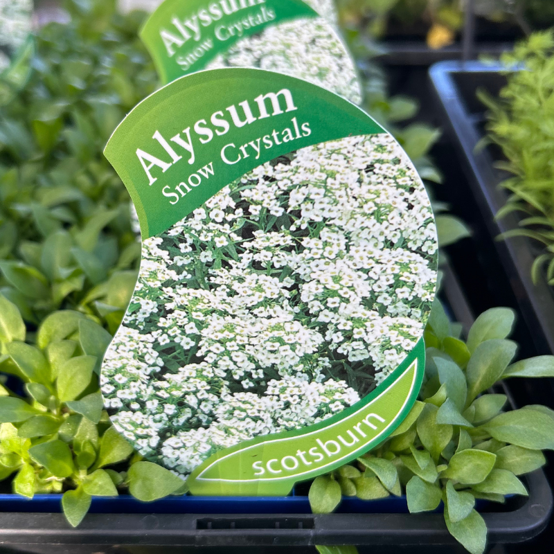 Alyssum Snow Crystals punnet