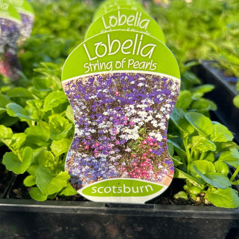 Lobelia String Of Pearls punnet