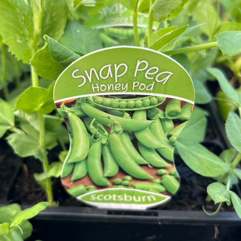 Pea Snap Pea punnet