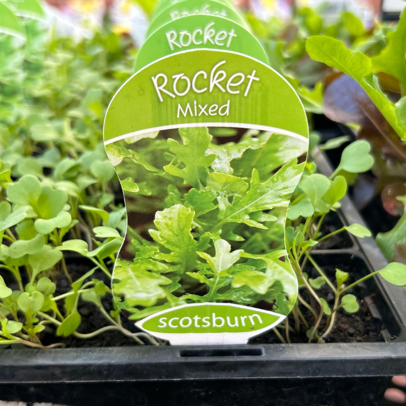 Rocket punnet