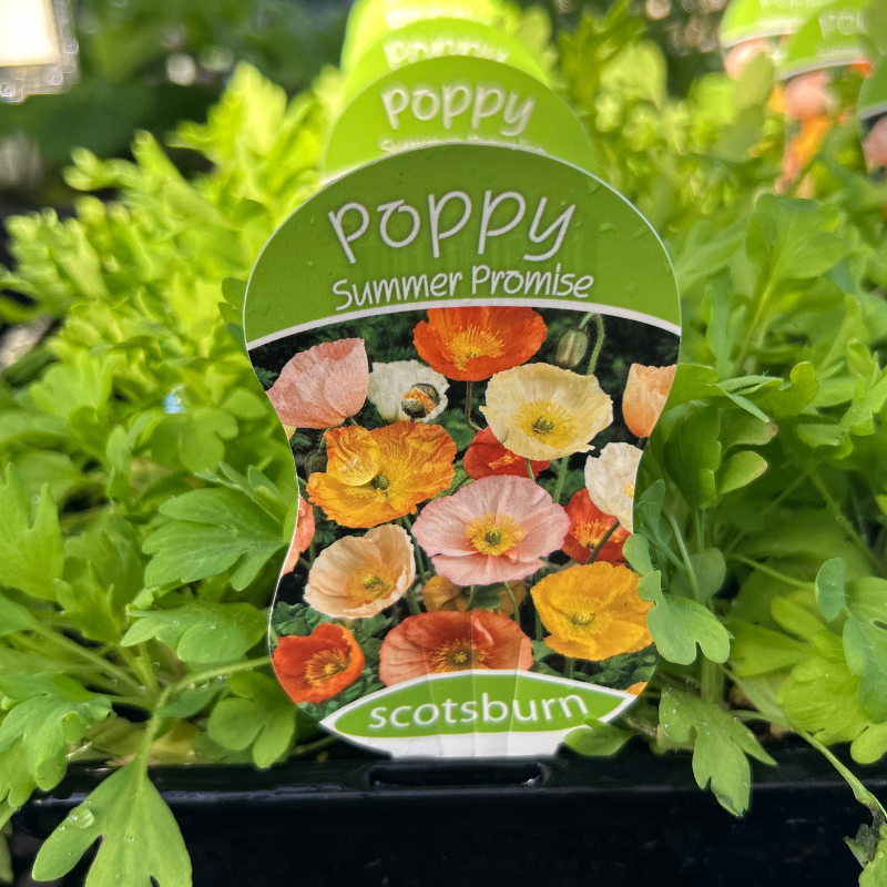 Poppy Summer Promise punnet