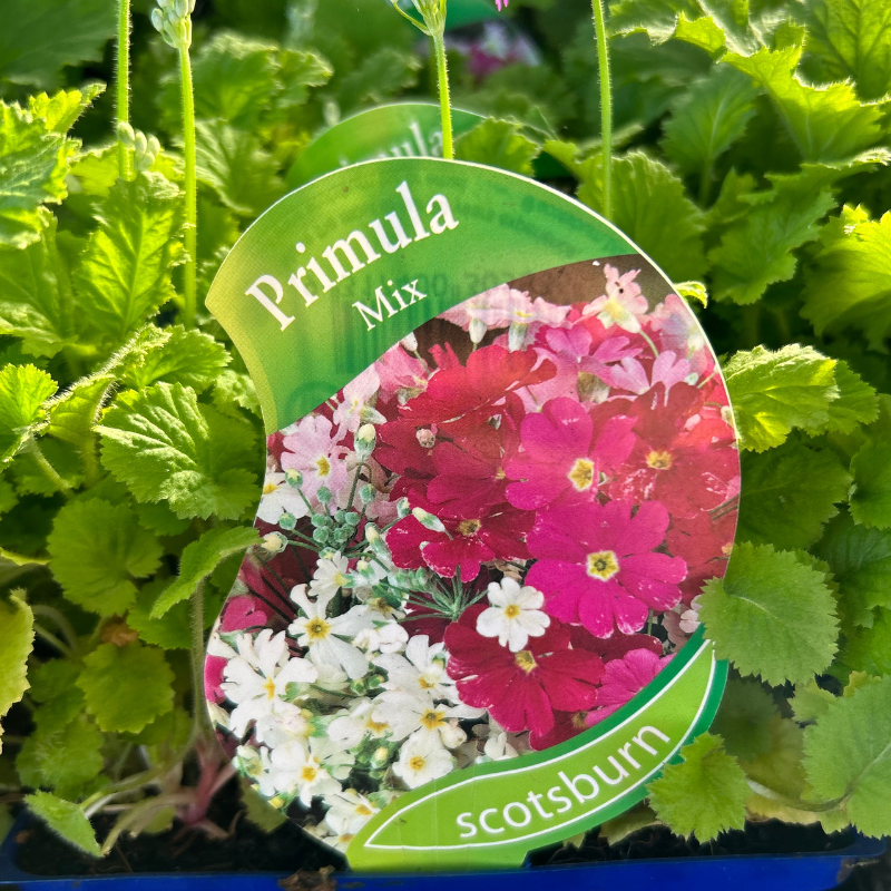 Primula Lollipops Mix Punnet