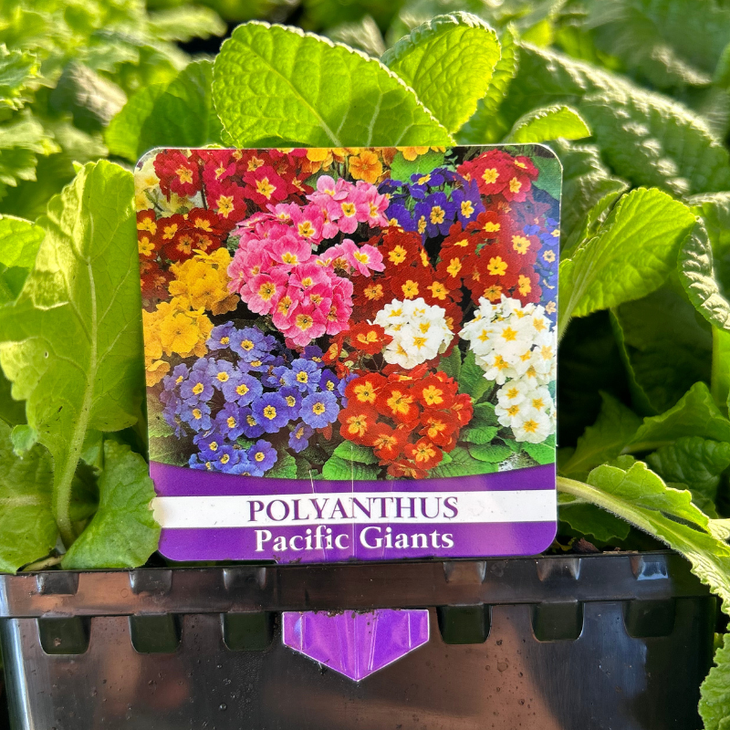 Polyanthus Pacific Giants Mix Punnet