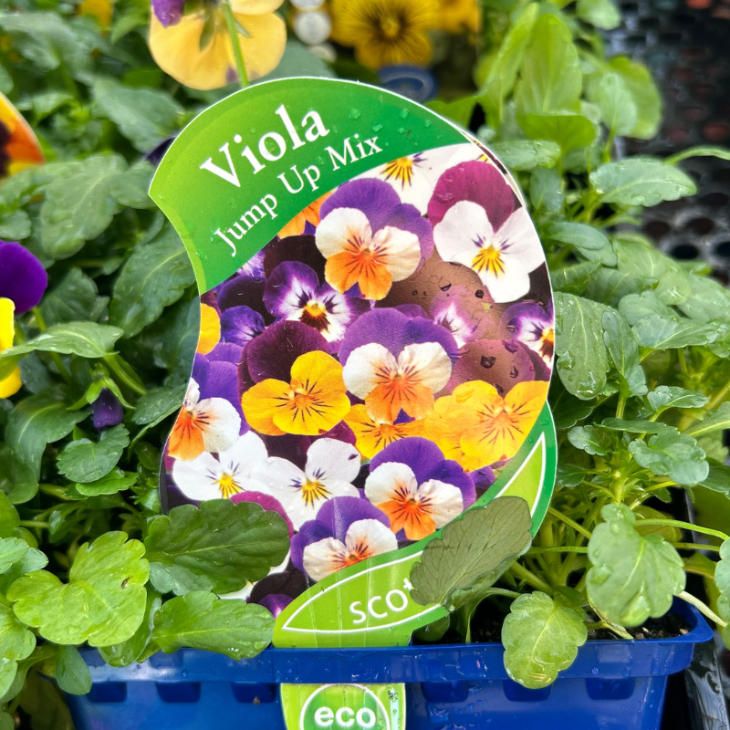Viola Jump Up Mix punnet