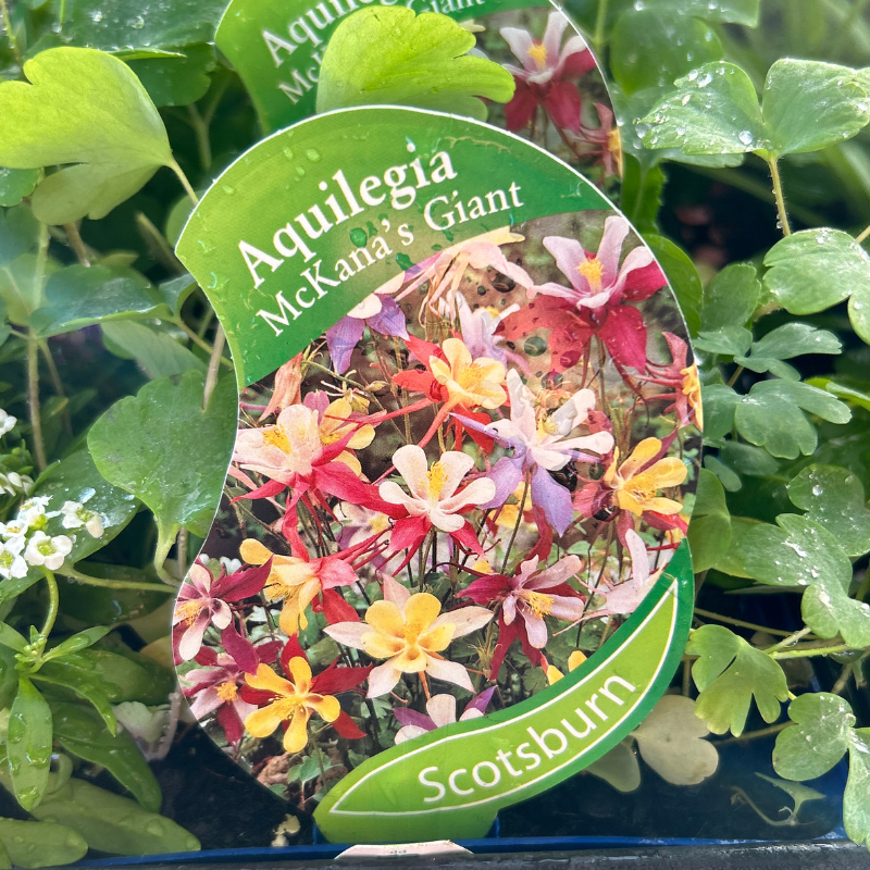 Aquilegia McKana’s Giant punnet