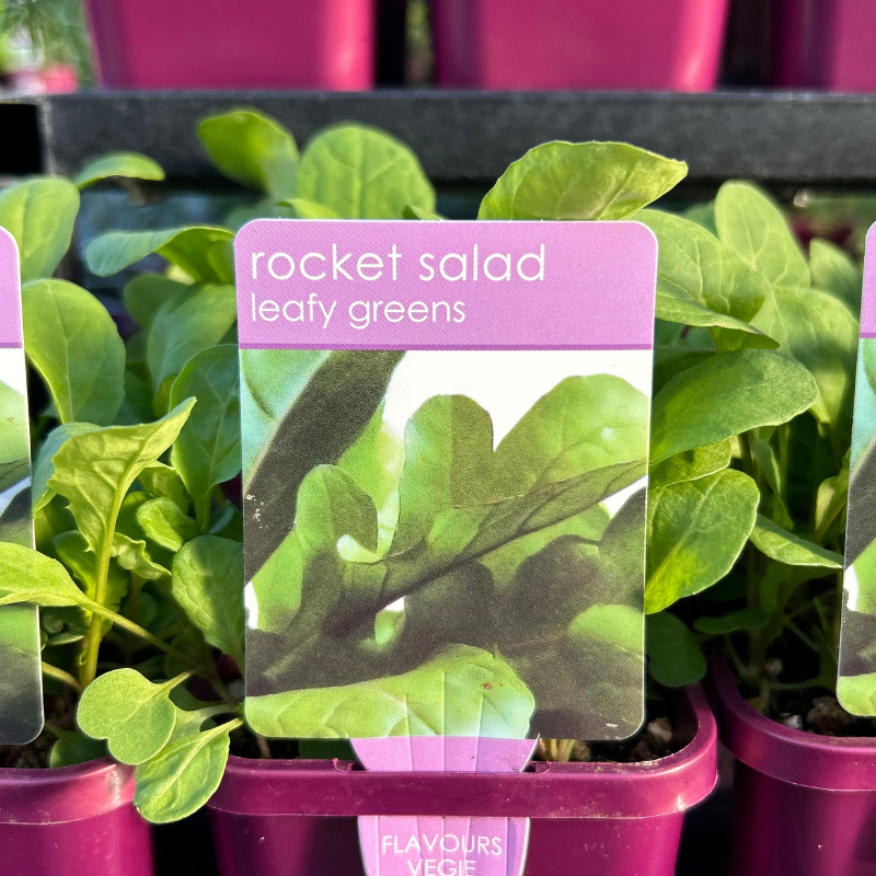 Herbs in 10cm pot