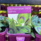 Herbs in 10cm pot