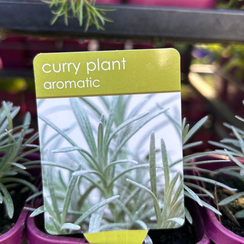 Herbs in 10cm pot