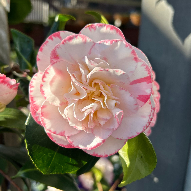 Camellia Margaret Davis