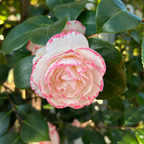 Camellia Margaret Davis