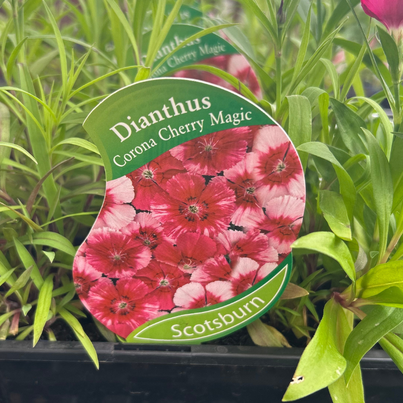 Dianthus Cherry Magic punnet
