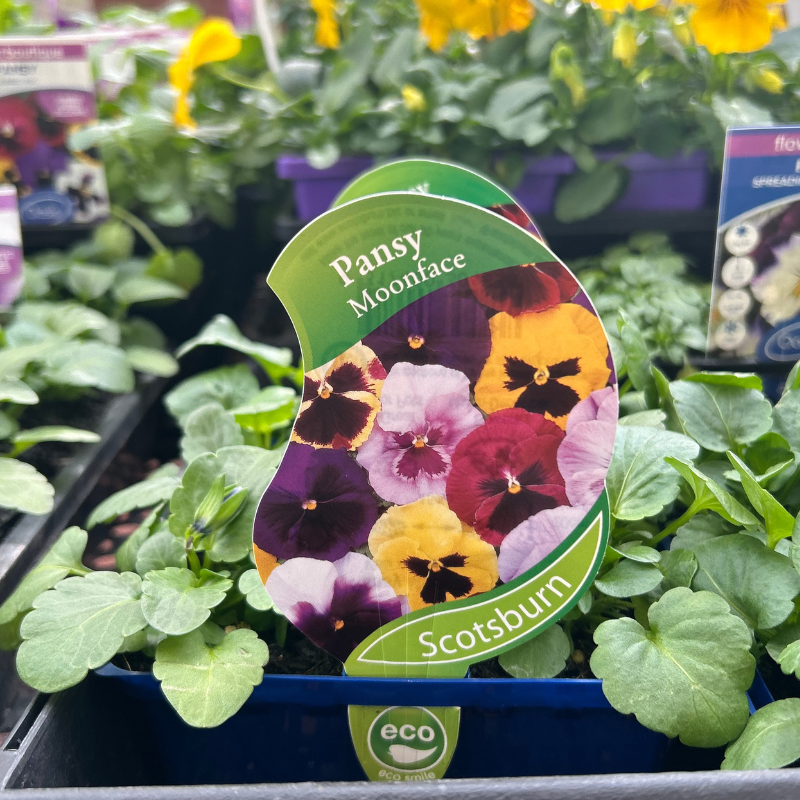Pansy Moonface punnet