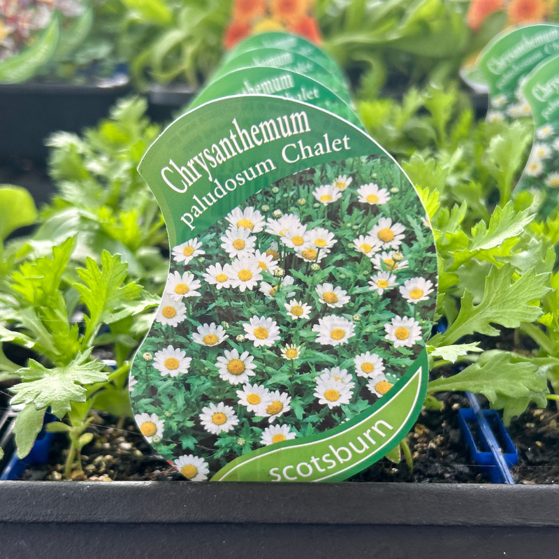 Chrysanthemum Chalet punnet