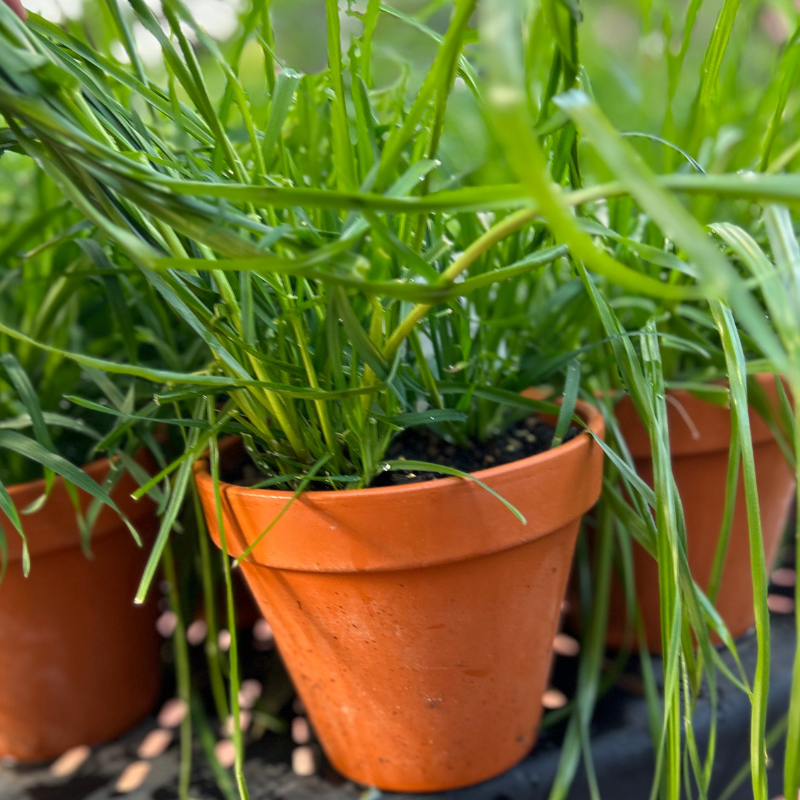 Cat Grass Terracotta