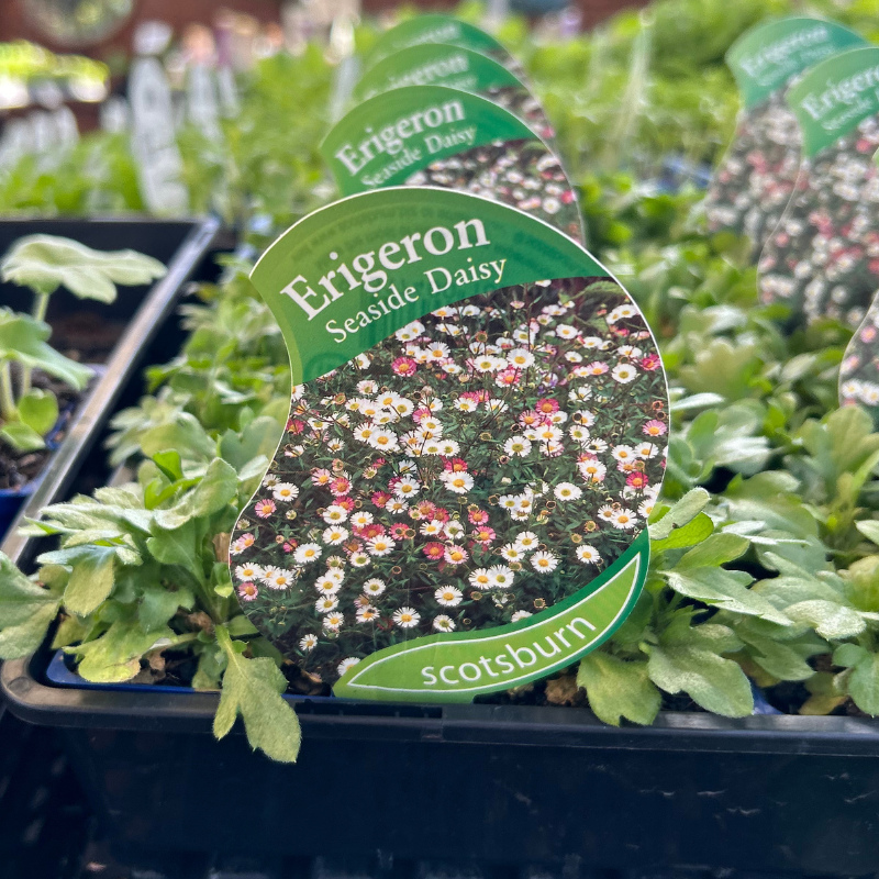 Erigeron Seaside Daisy punnet