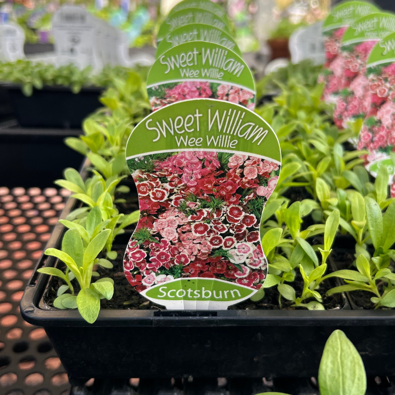 Sweet William Wee Willie punnet
