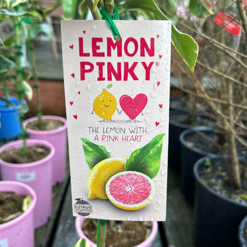 Lemon Pinky
