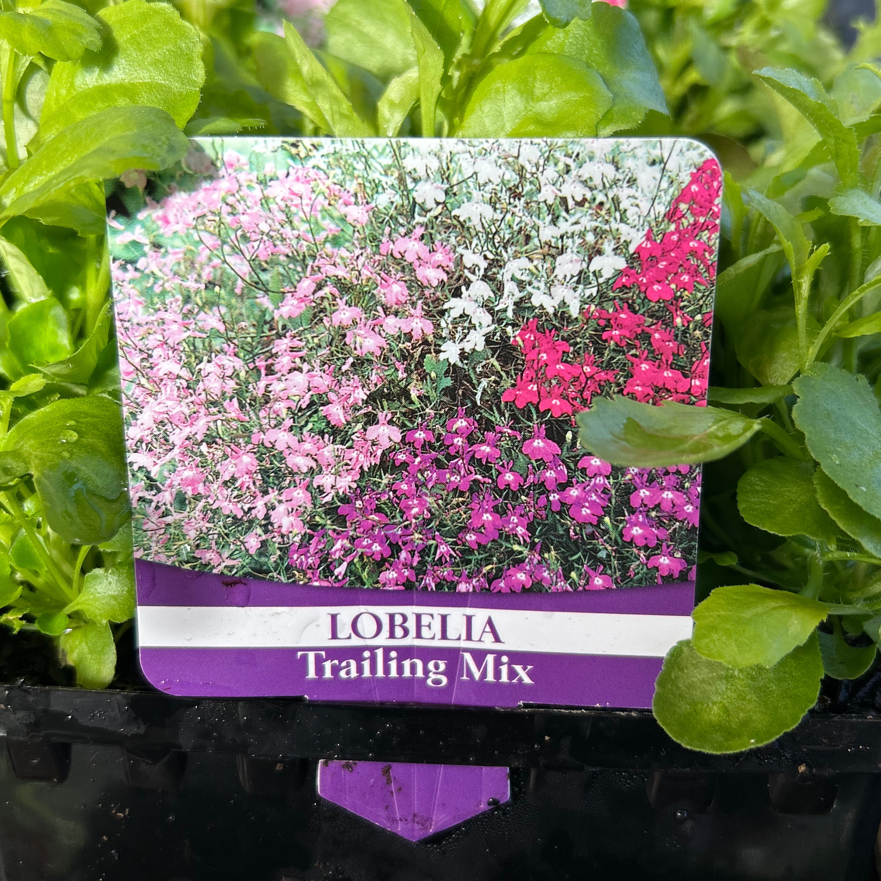Lobelia String Of Pearls punnet