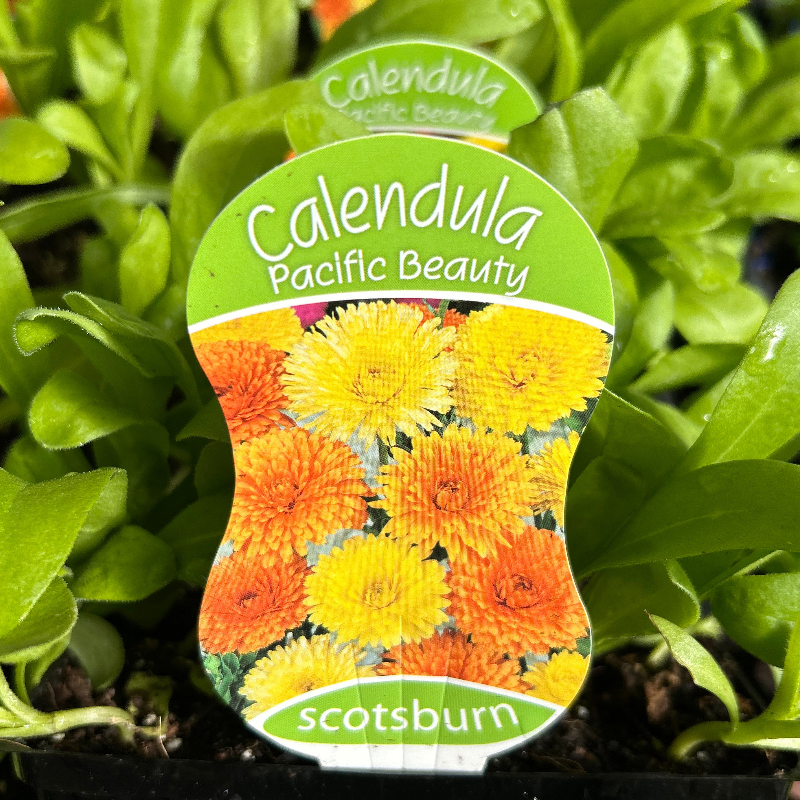 Calendula Pacific Beauty punnet