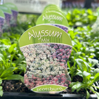 Alyssum Easter Bonnet punnet