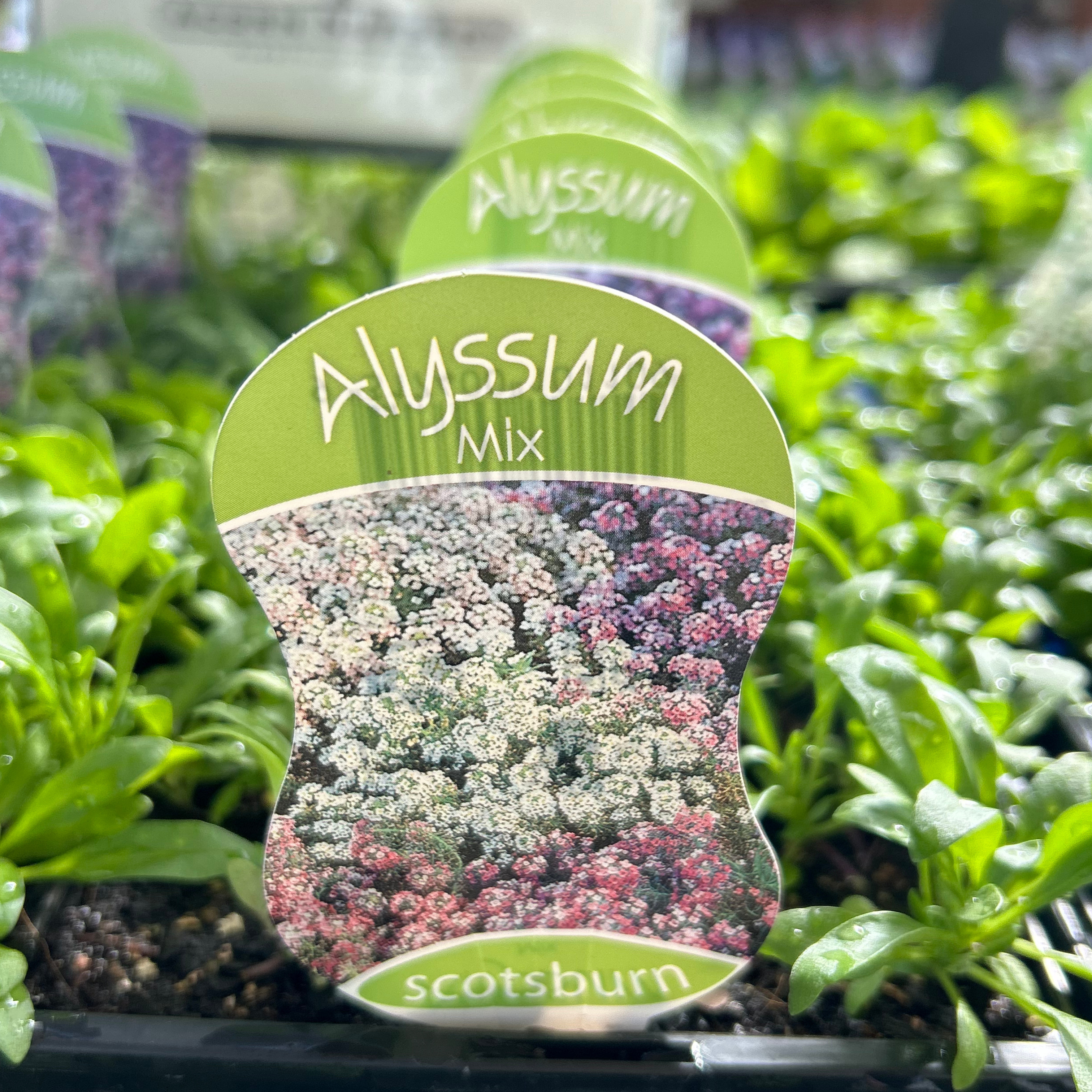 Alyssum Easter Bonnet punnet