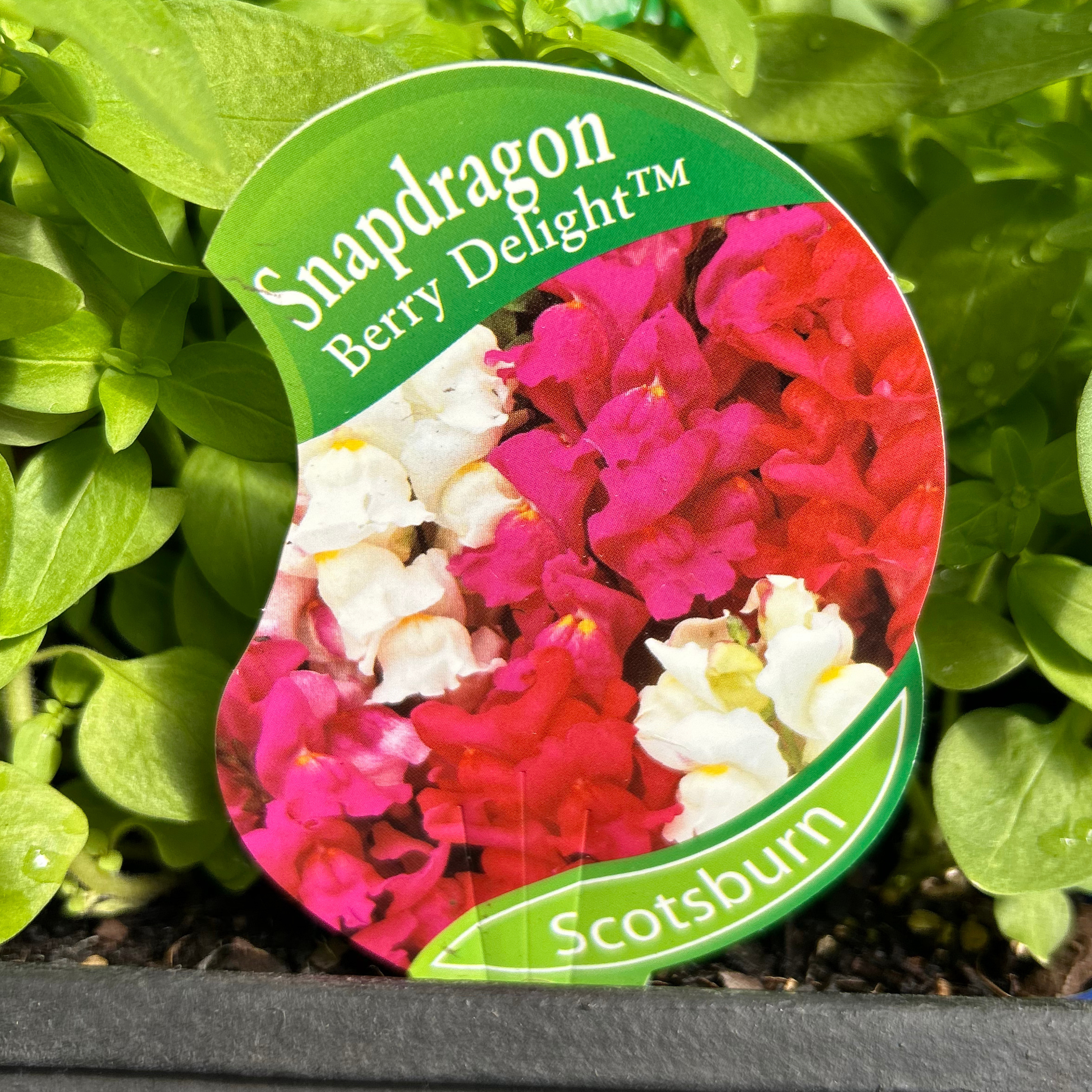 Snapdragon Berry Delight punnet