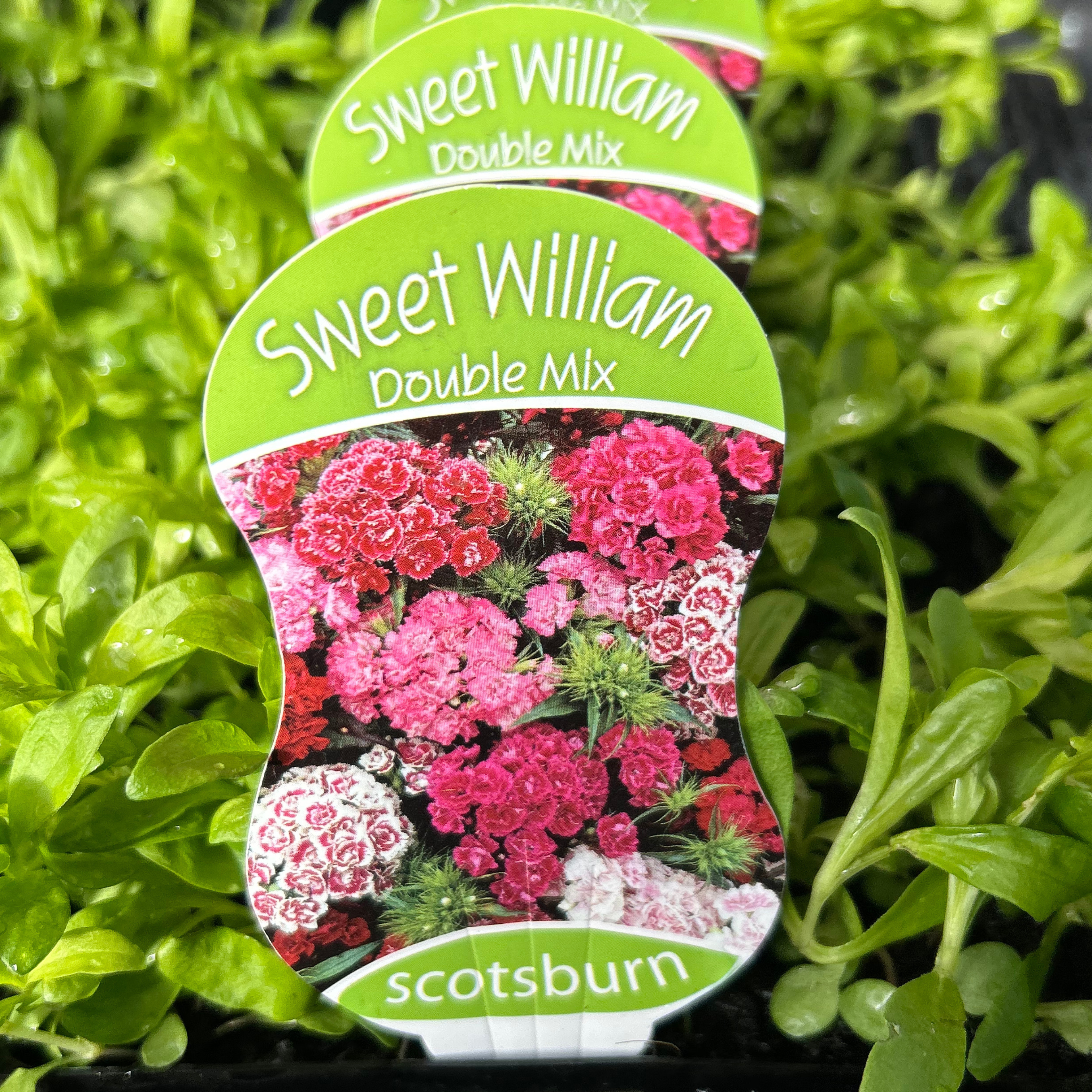 Sweet William Double Mix punnet