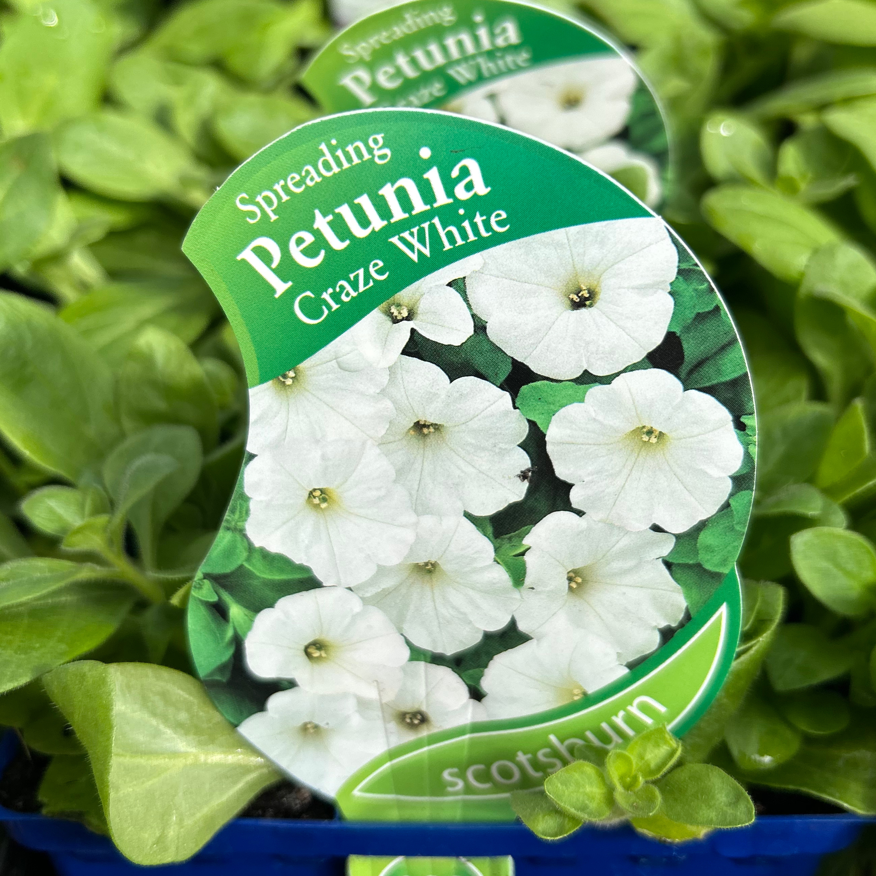 Petunia Spreading White punnet