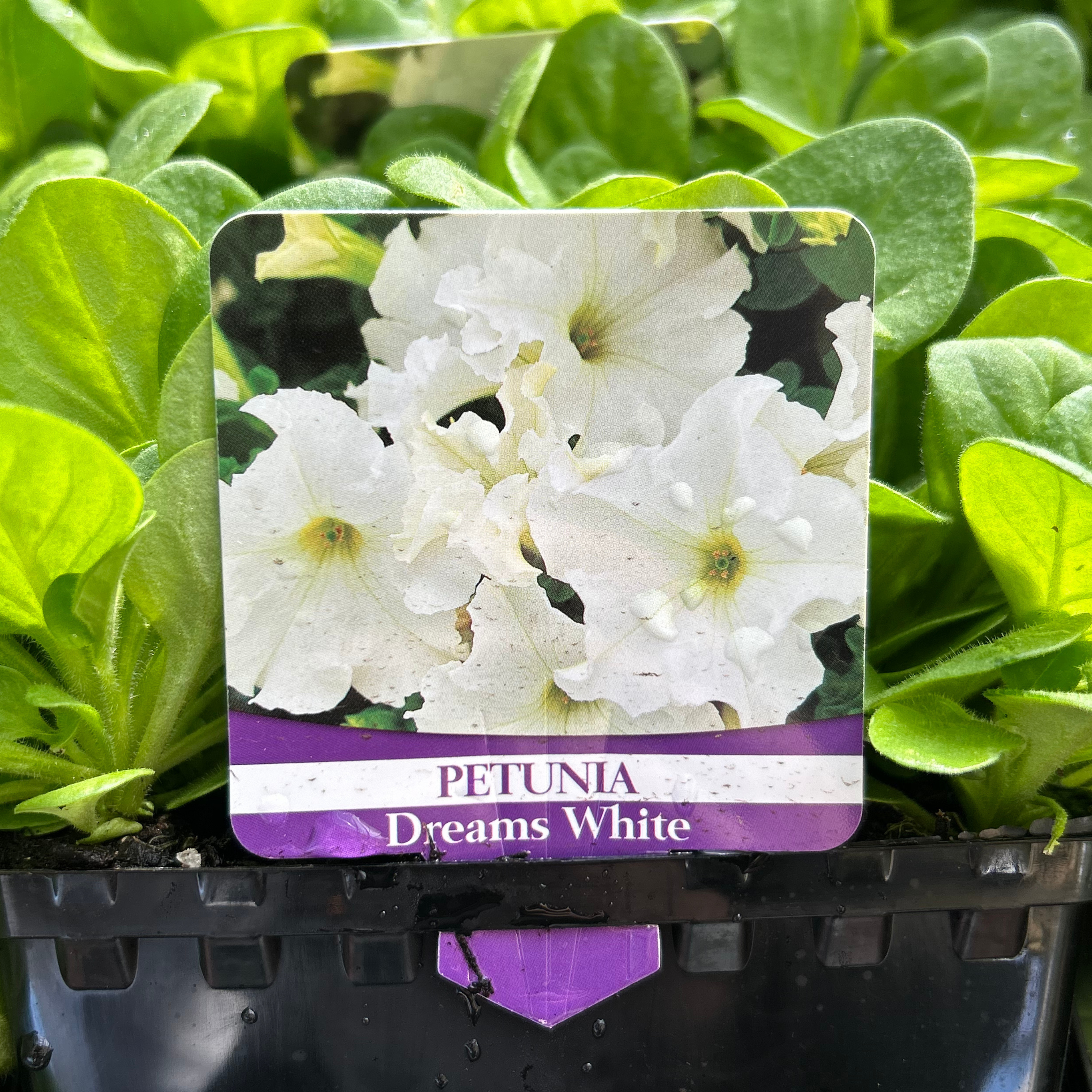 Petunia White Punnet