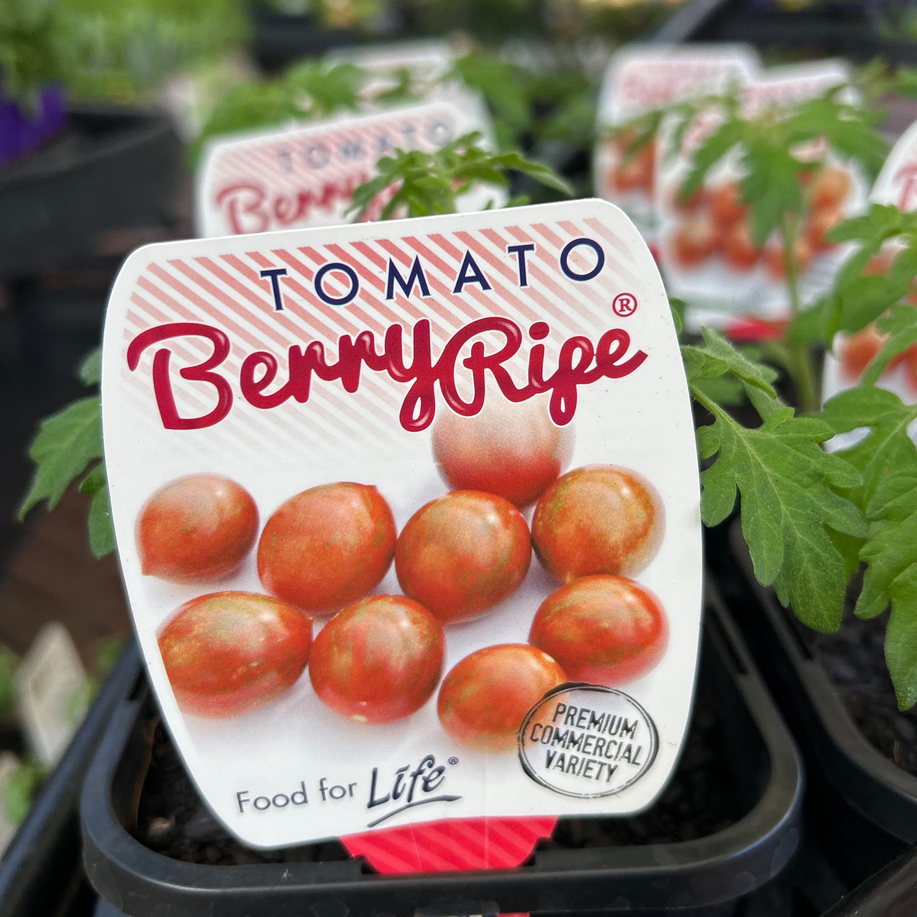 Tomato Berry Ripe 125mm