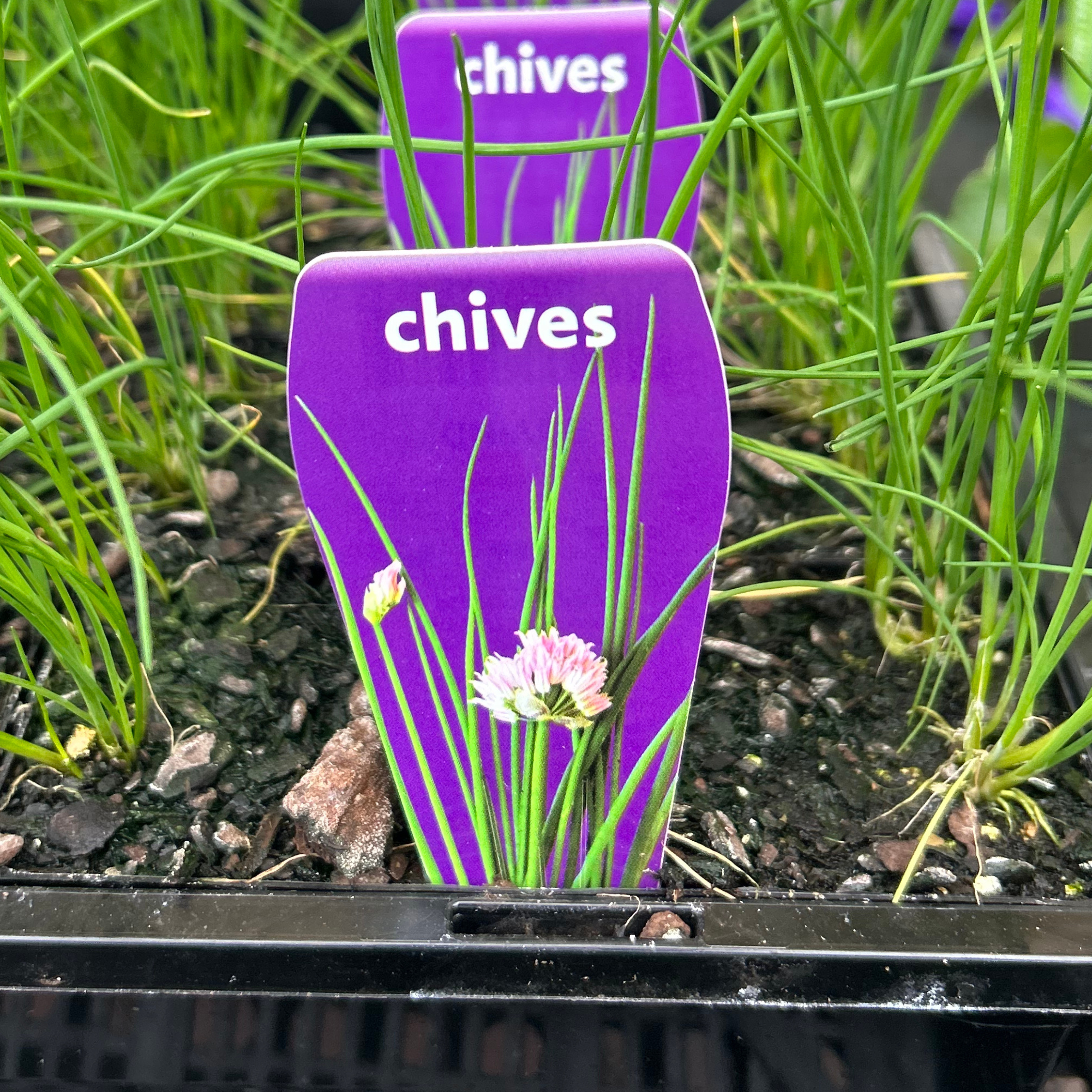 Chives punnet