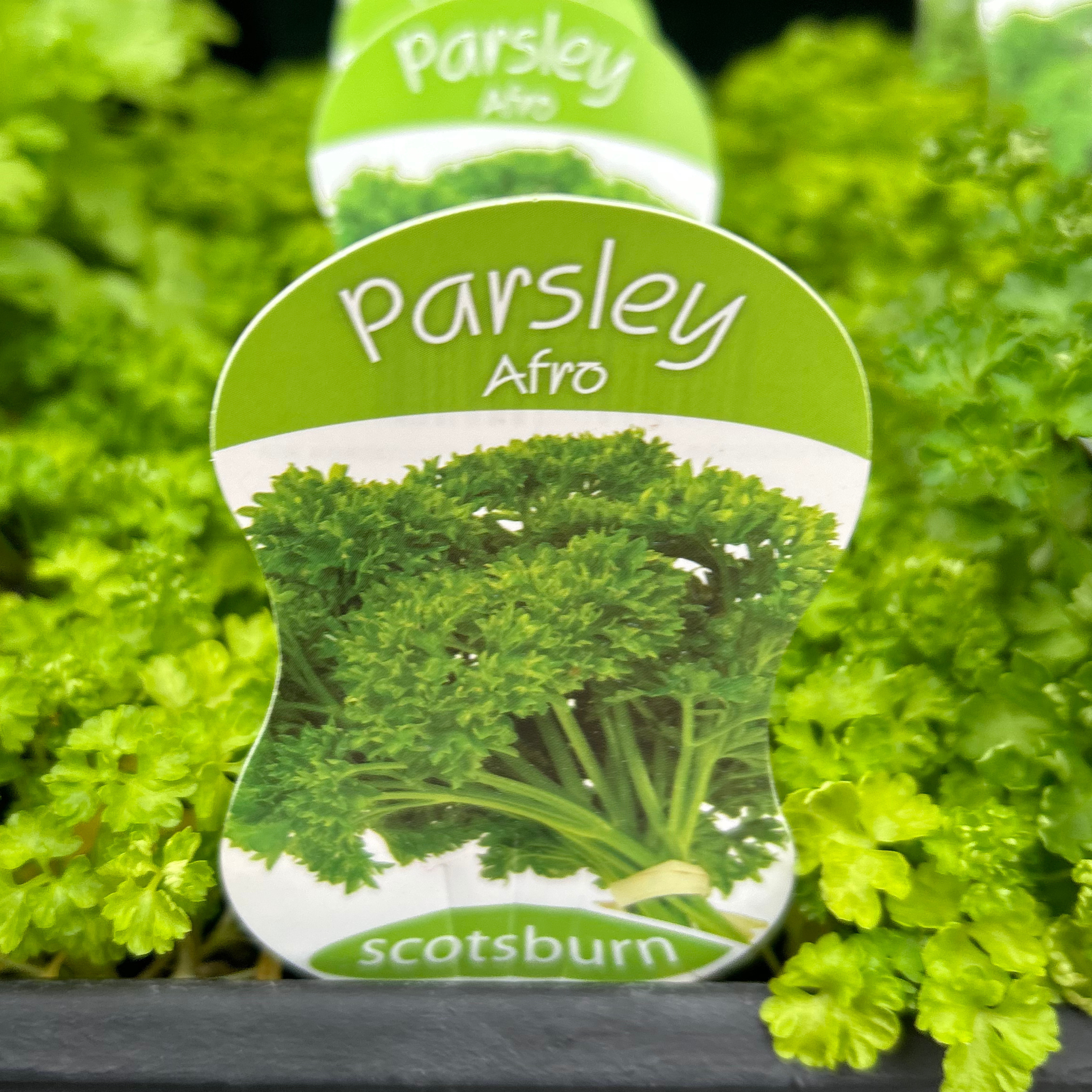 Parsley Afro punnet