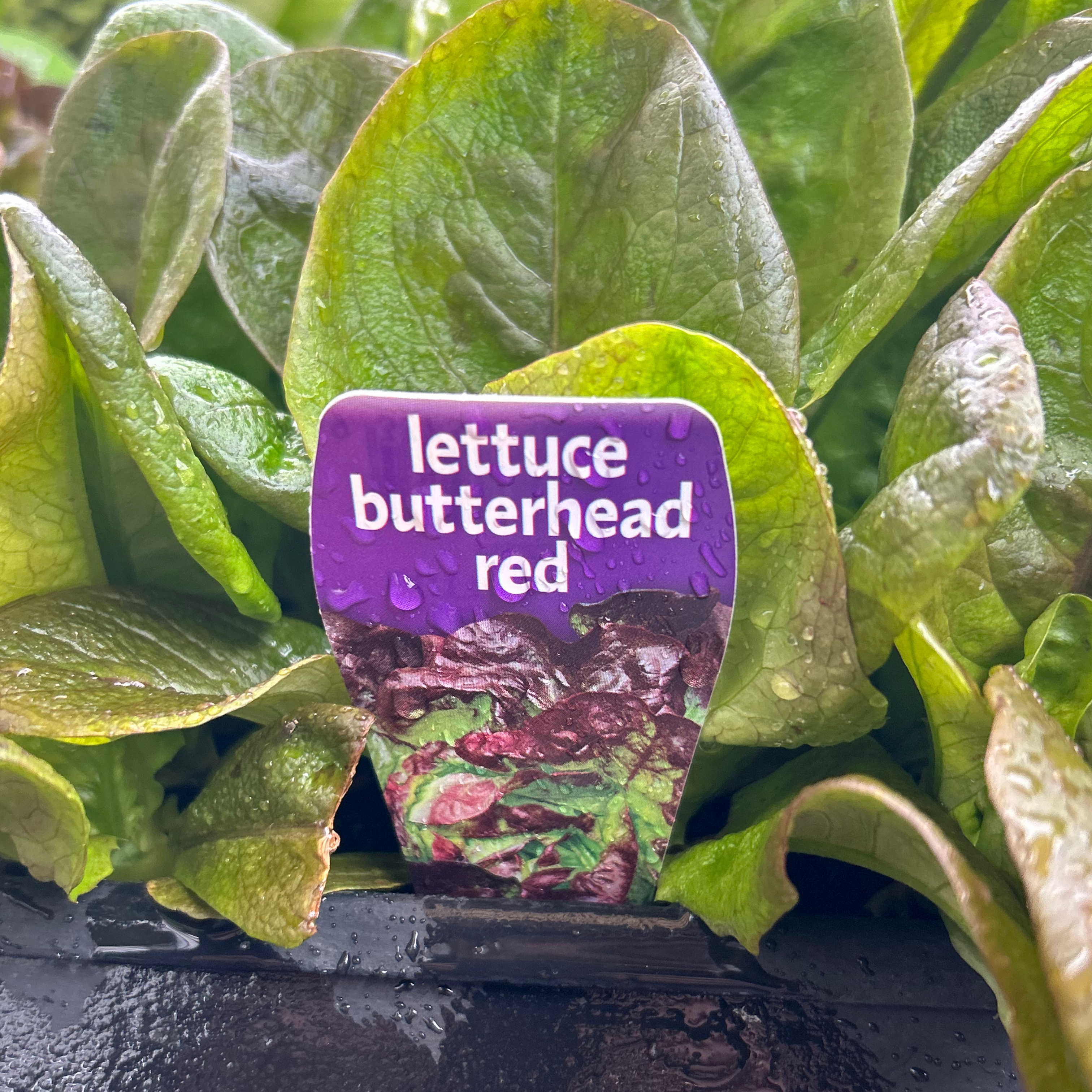 Lettuce Butterhead Red punnet