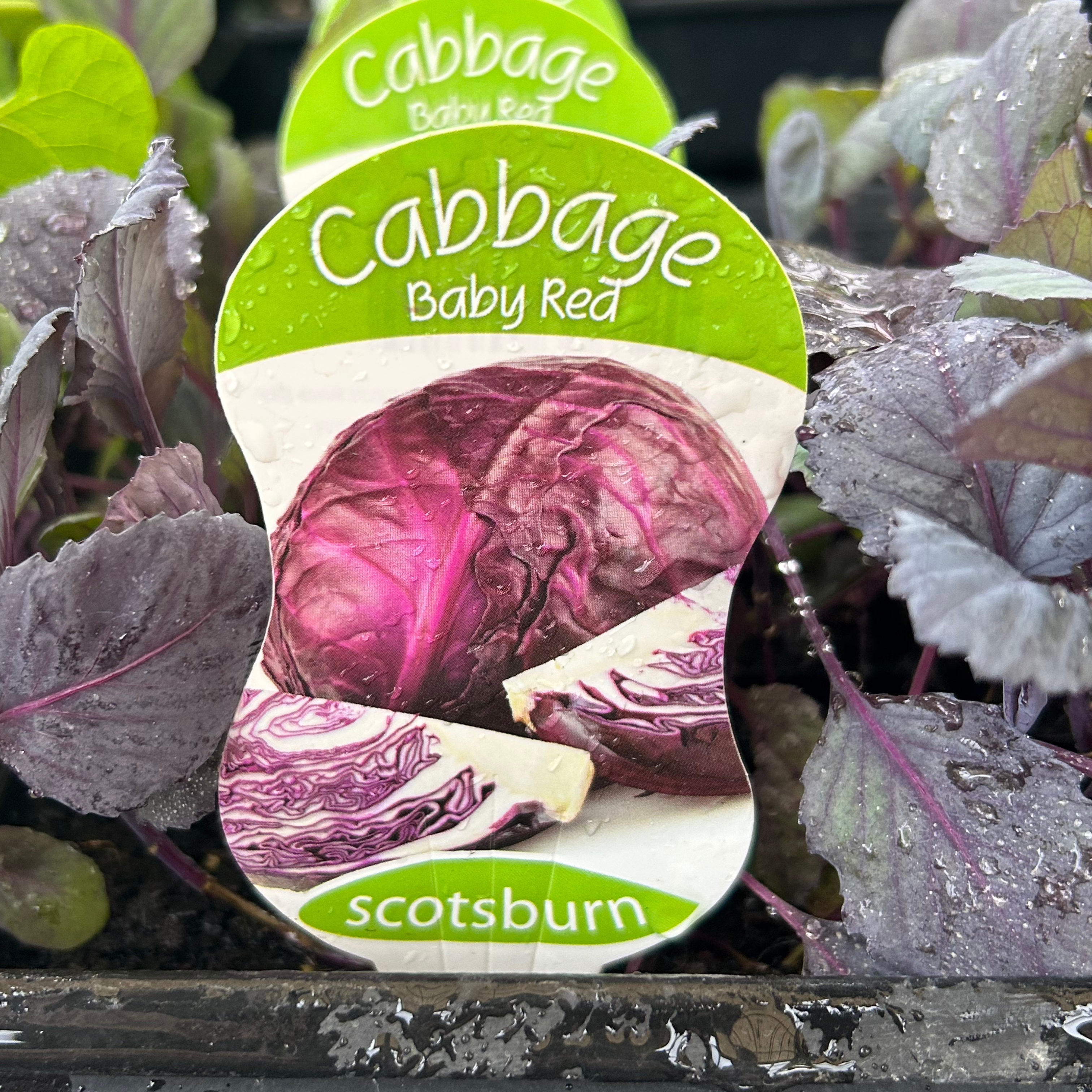 Cabbage Baby Red punnet