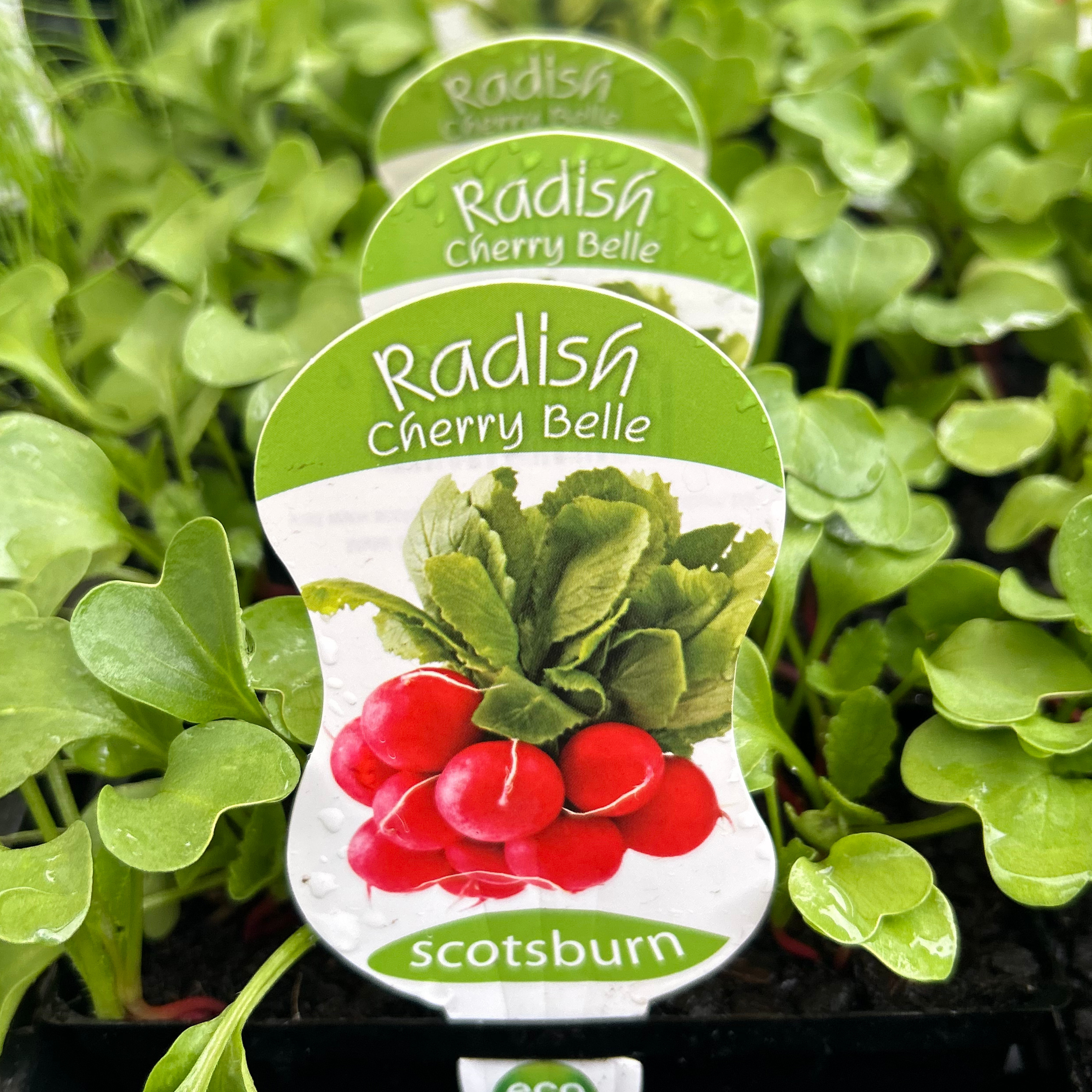Radish Cherry Belle punnet