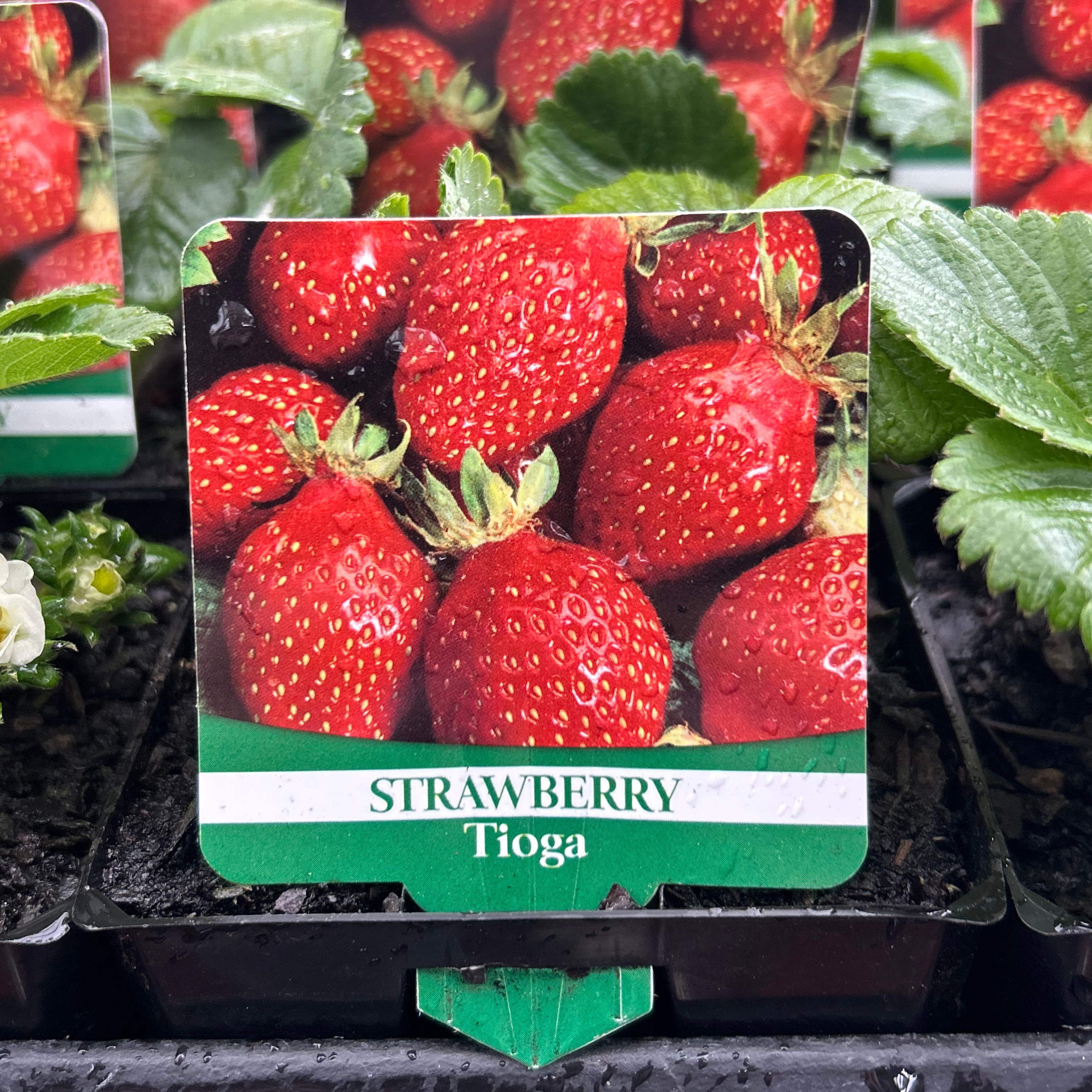 Strawberry Tioga 100mm