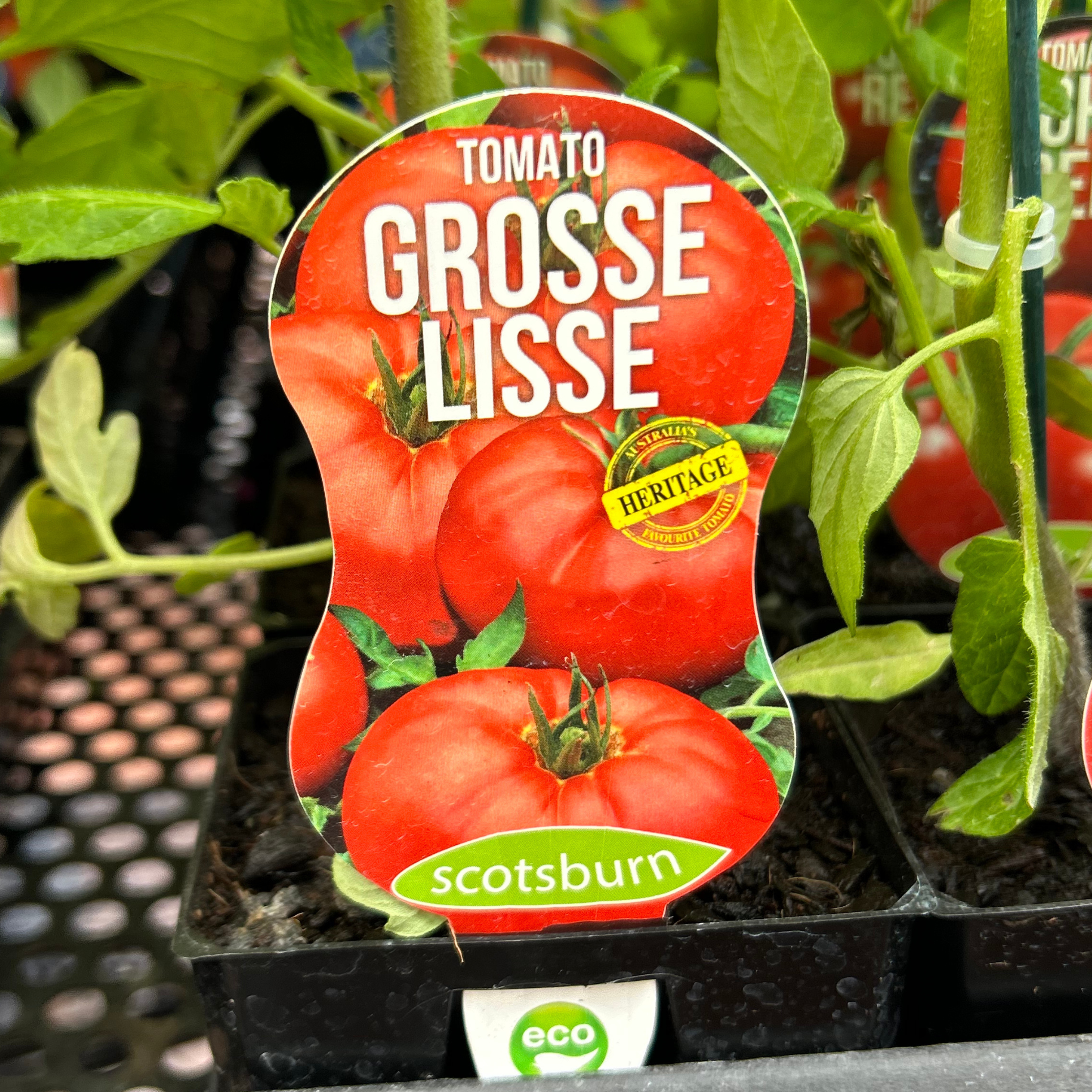 Tomato Grosse Lisse 100mm