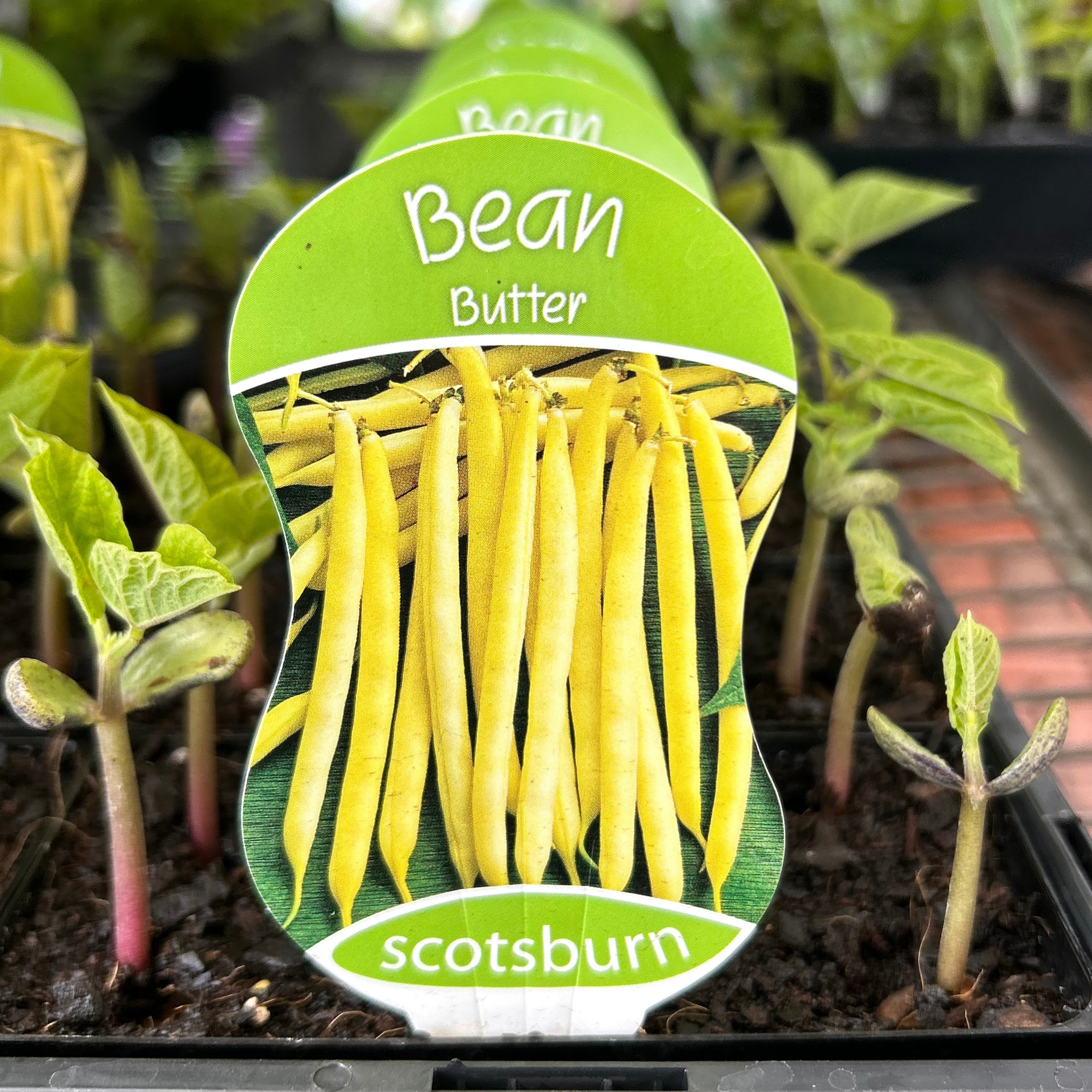 Bean Butter punnet