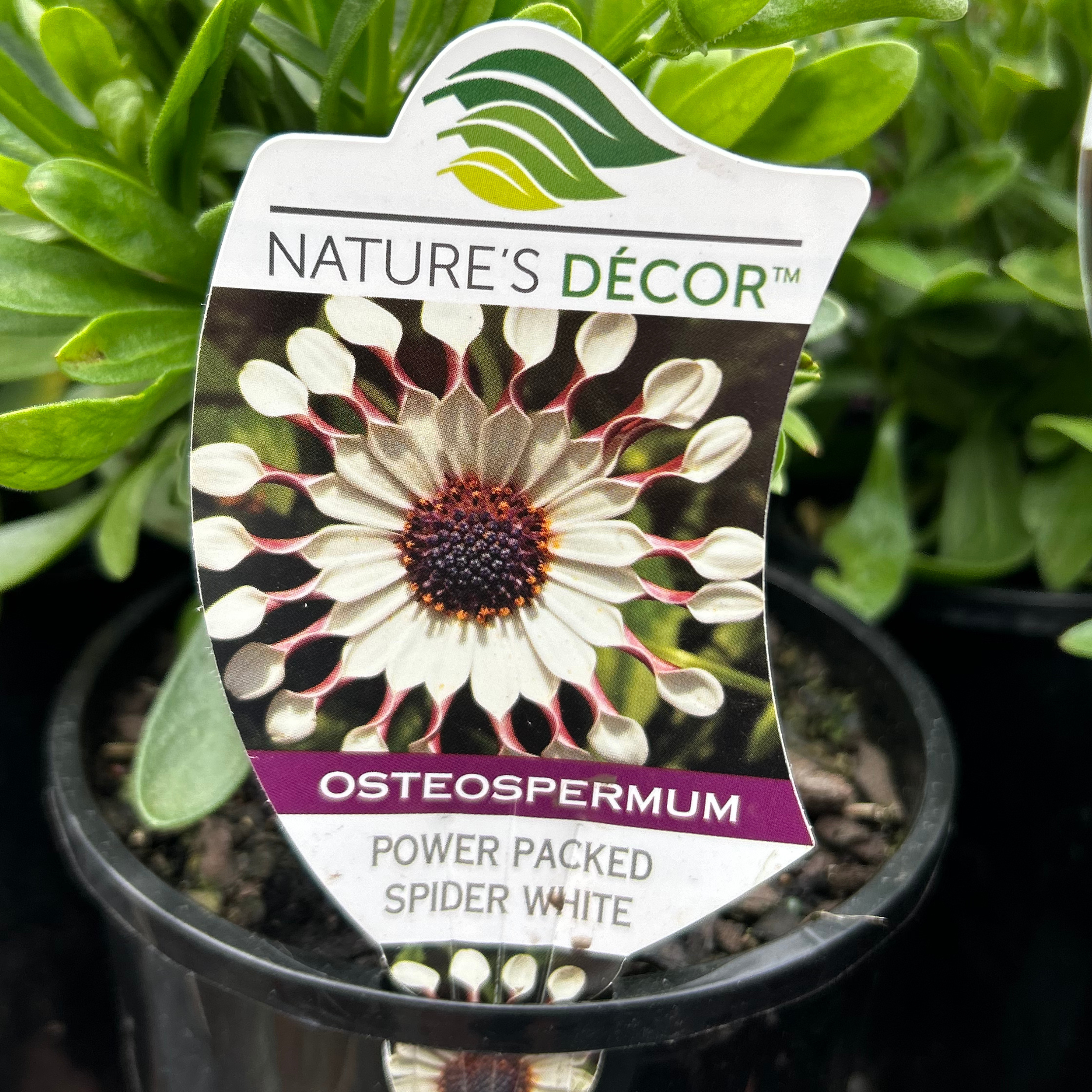 Osteospermum 140mm