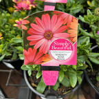 Osteospermum 140mm