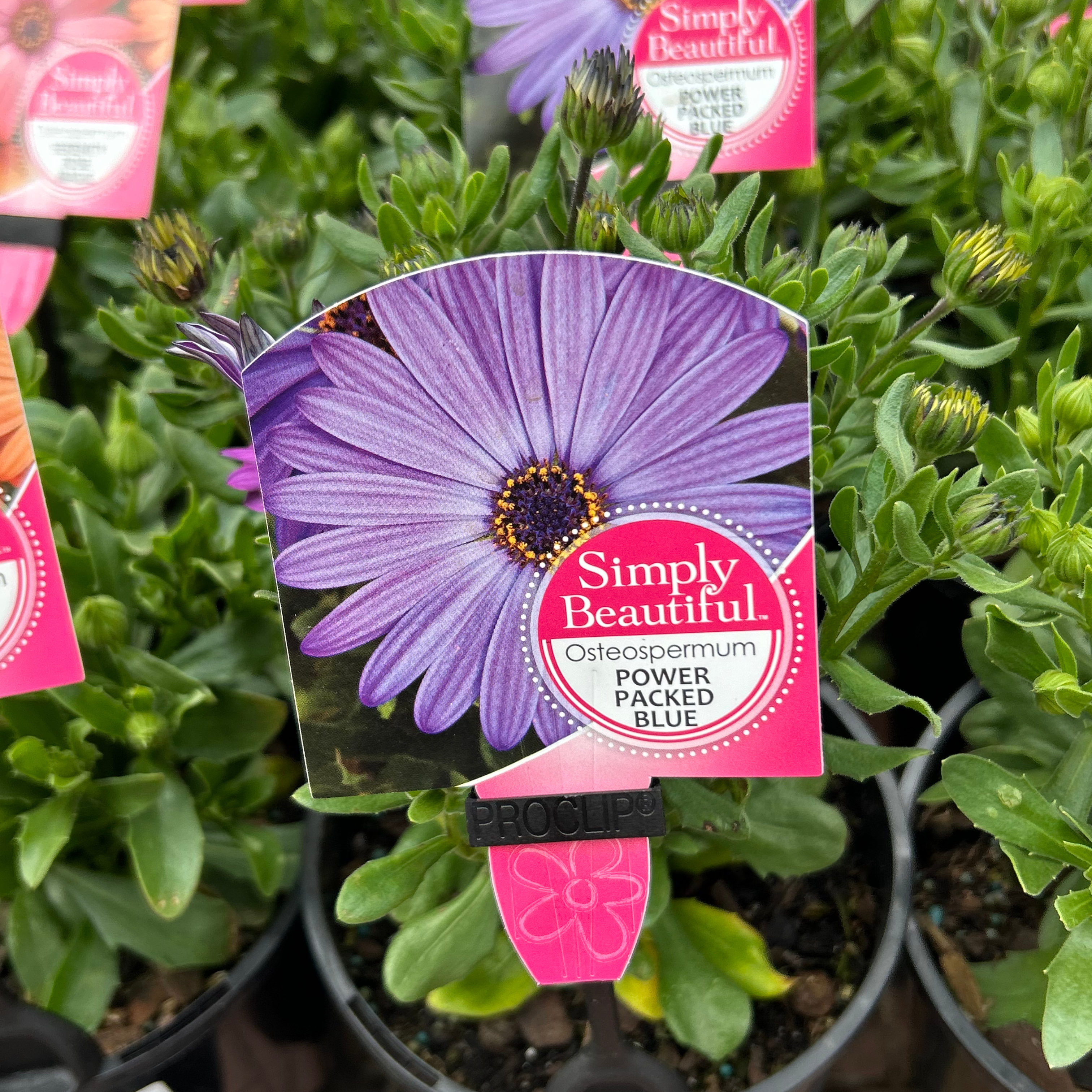 Osteospermum 140mm