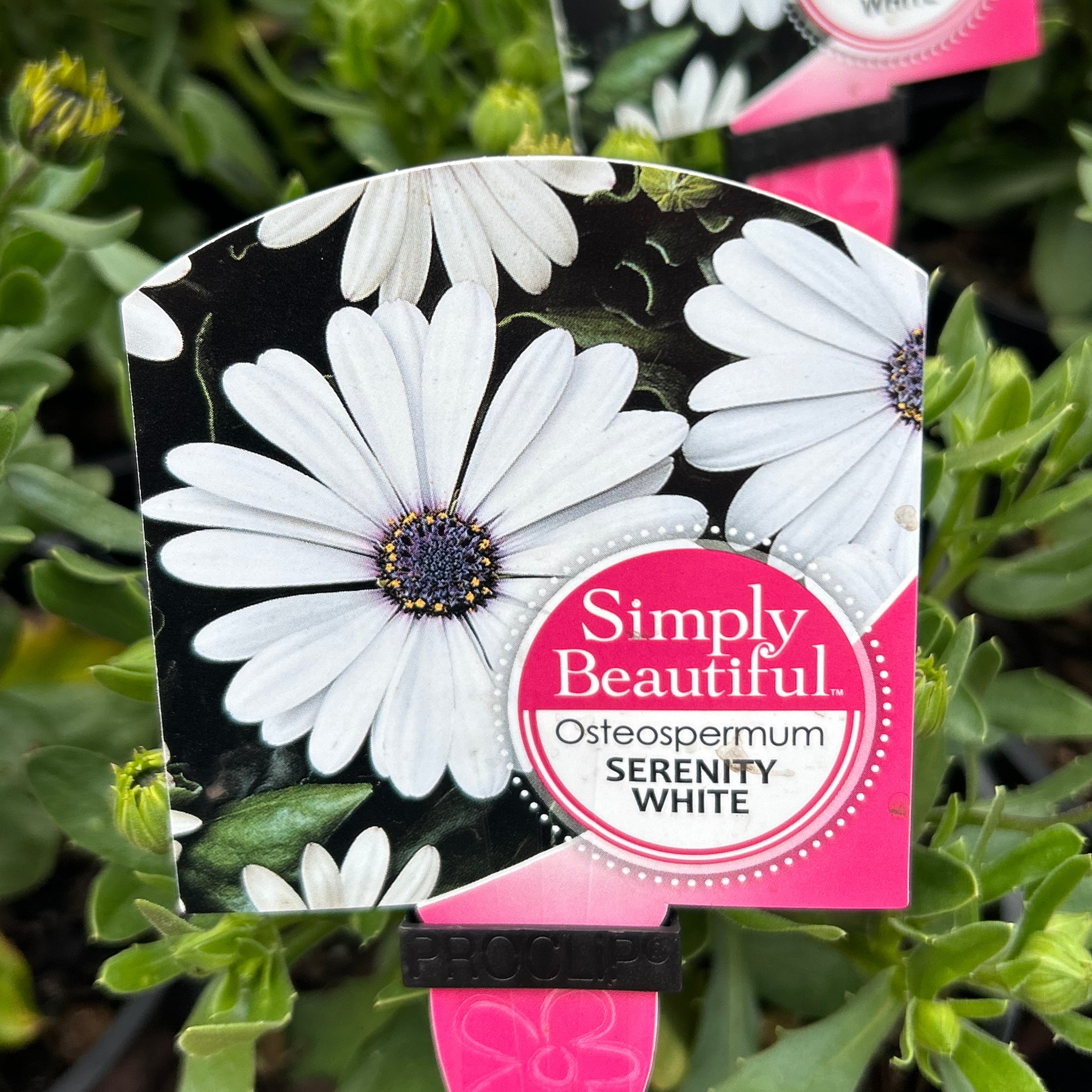 Osteospermum 140mm